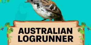 australian logrunner