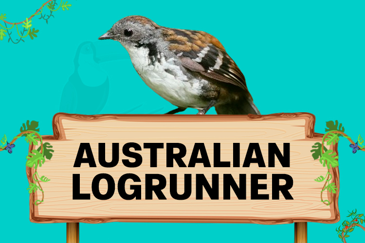 australian logrunner