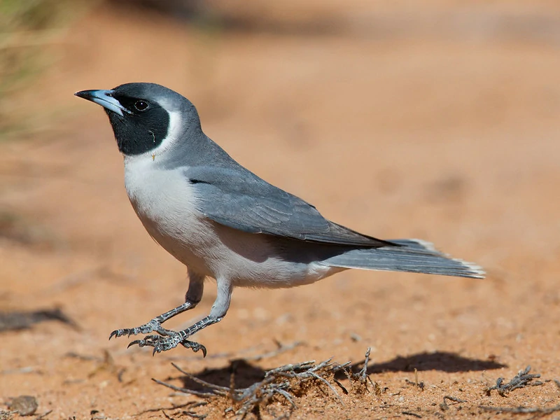 caracteriscas do masked woodswallow