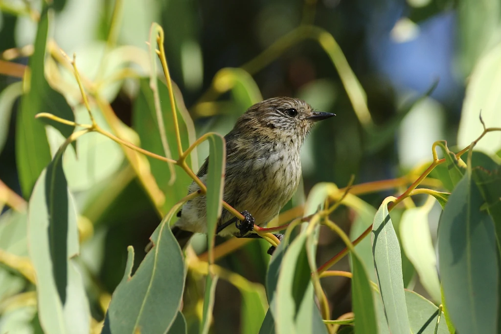 caracteristicas do acantiza-estriada