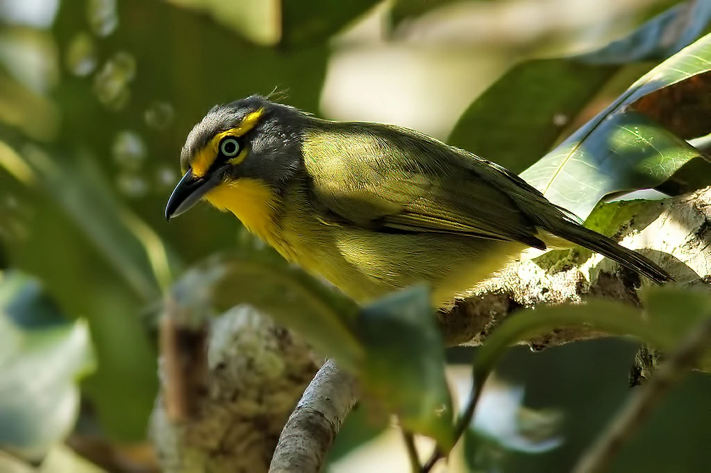 caracteristicas do assobiador-do-castanhal