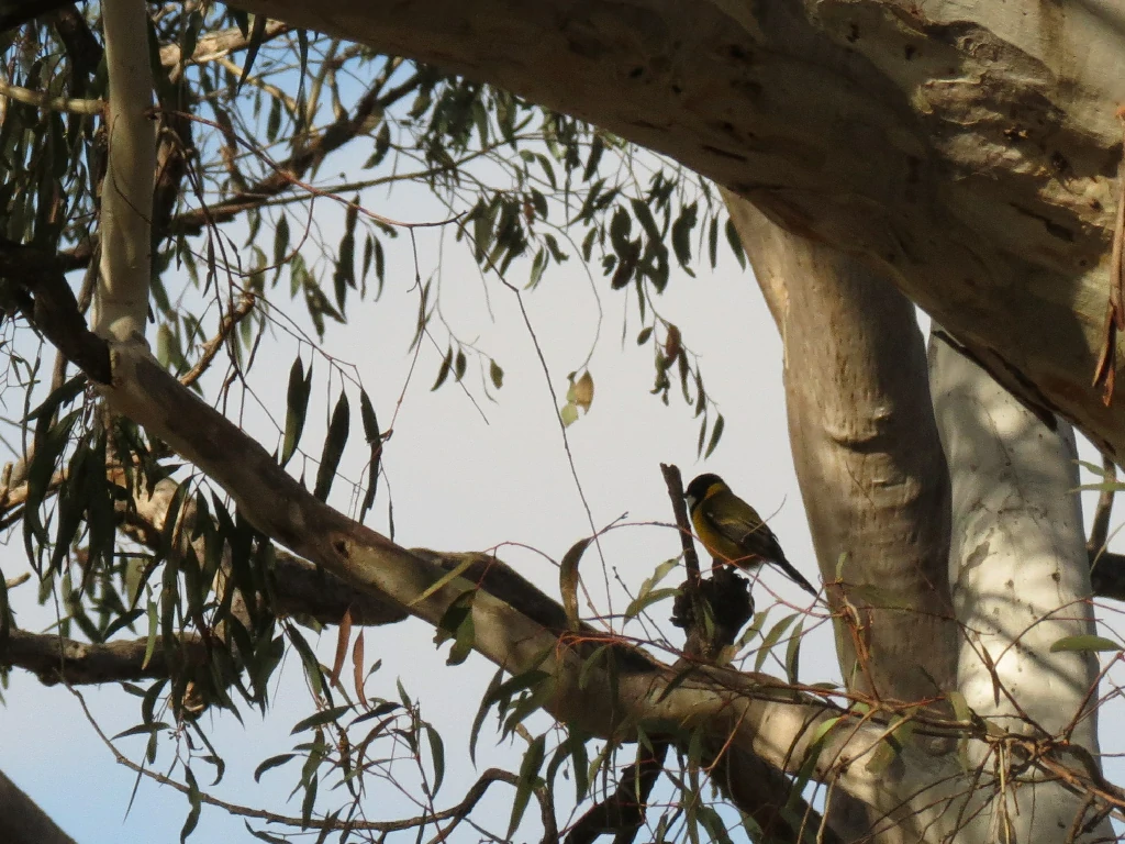 caracteristicas do assobiador dourado australiano