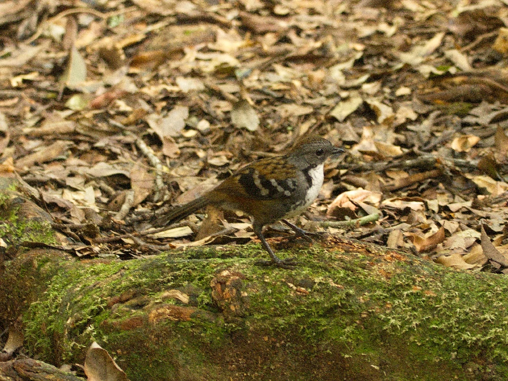 caracteristicas do australian logrunner