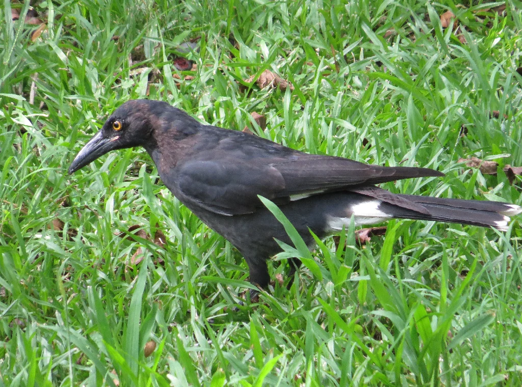 caracteristicas do carrauongue-malhado