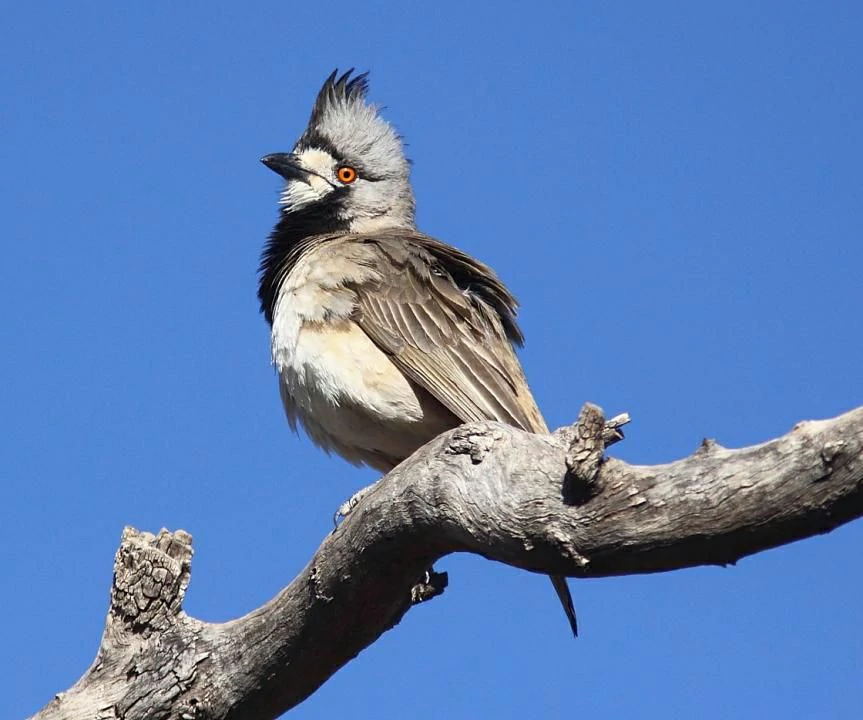 caracteristicas do crested bellbird