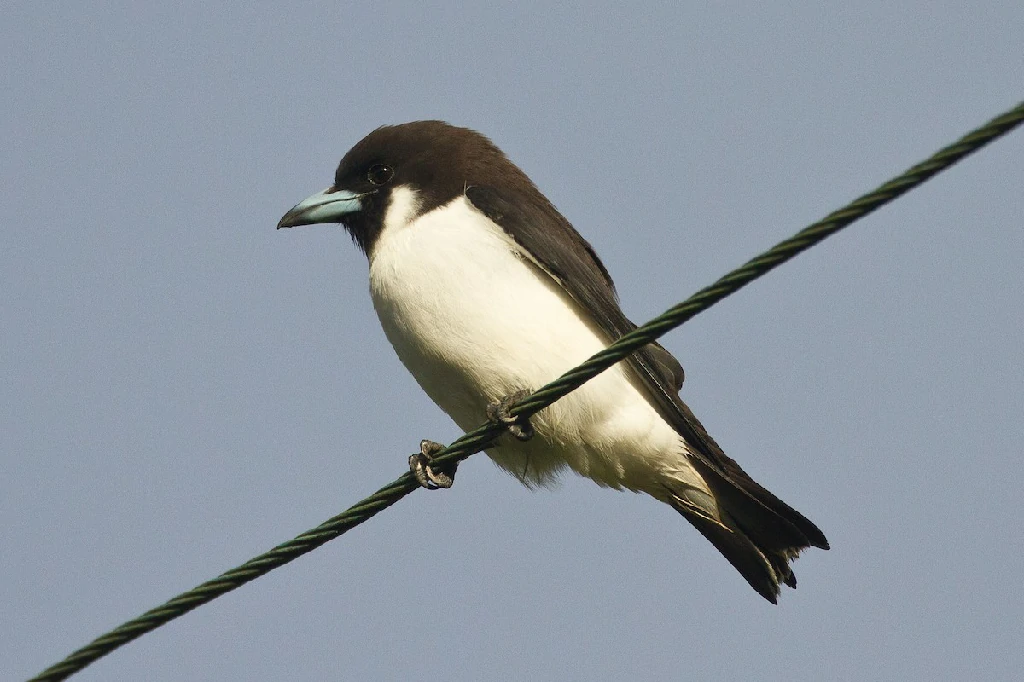 caracteristicas do fiji woodswallow
