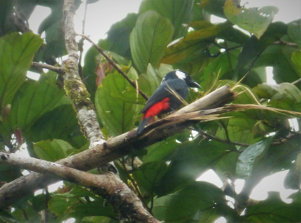 caracteristicas do lowland peltops