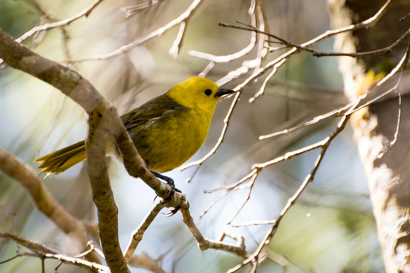 caracteristicas do mohua