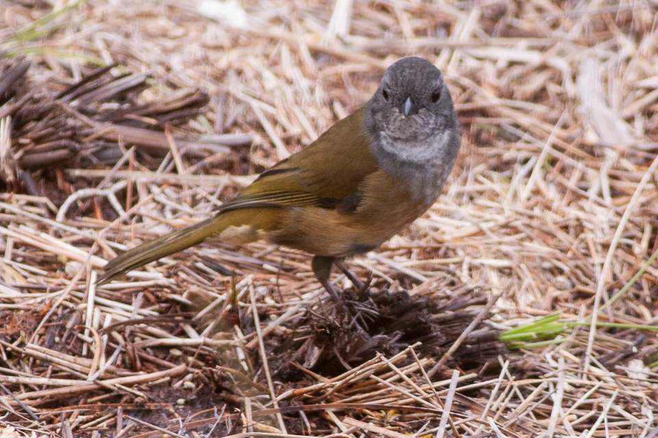 caracteristicas do olive whistler