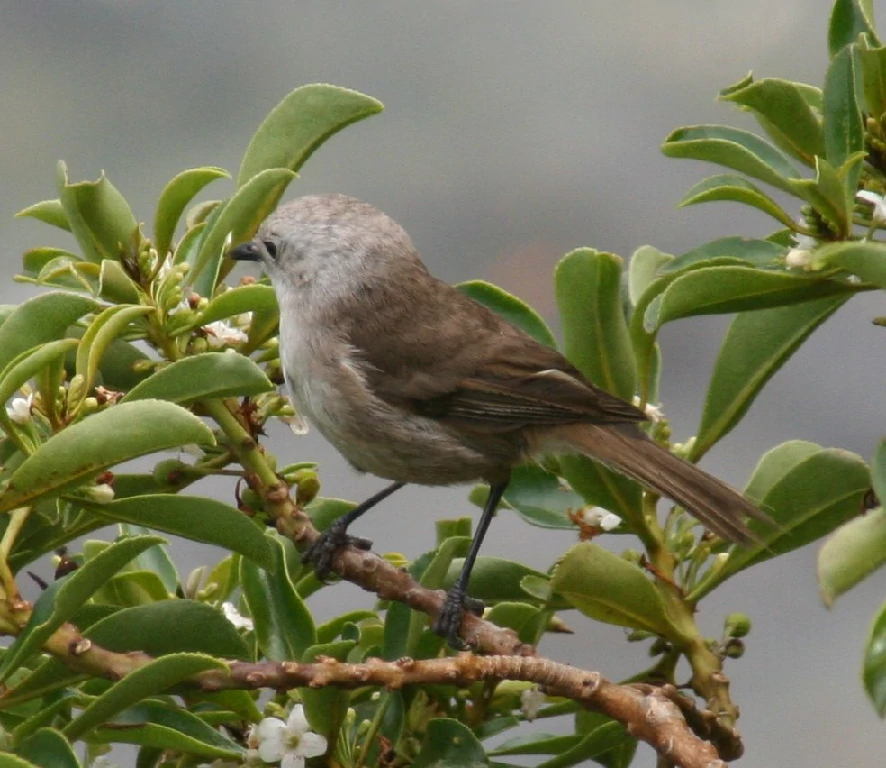 caracteristicas do popokotea