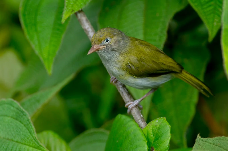 caracteristicas do verdinho-da-varzea