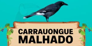 carrauongue malhado