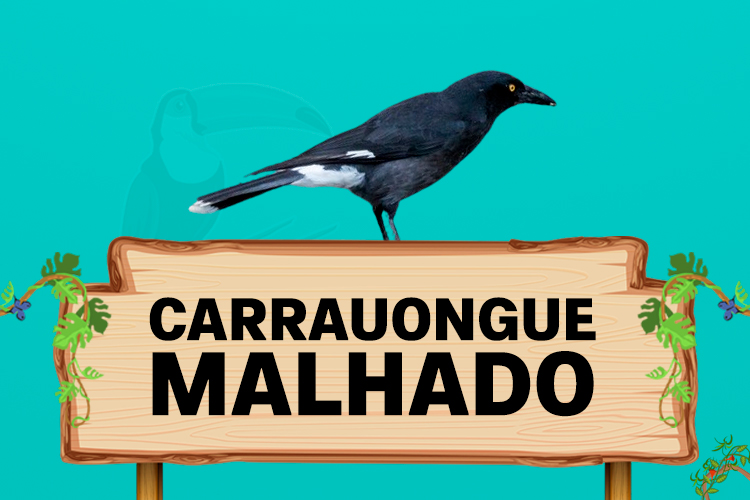 carrauongue malhado