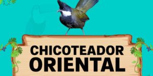 chicoteador oriental