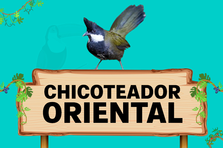 chicoteador oriental