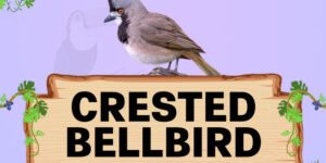 crested bellbird