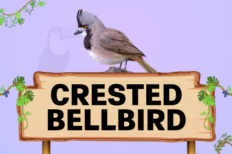 crested bellbird