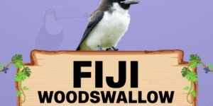 fiji woodswallow