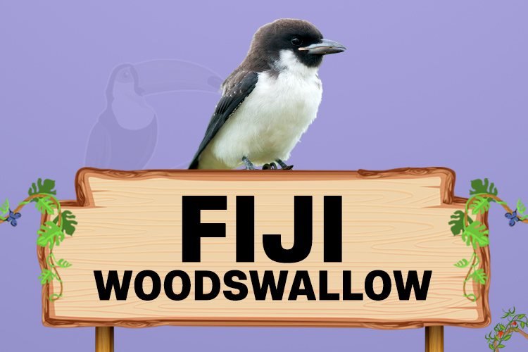 fiji woodswallow