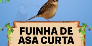 fuinha de asa curta