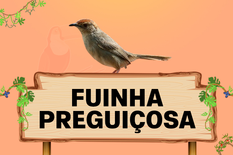 fuinha preguiçosa