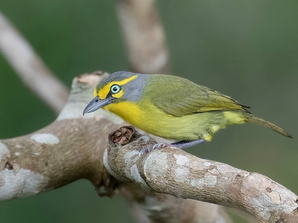 habitat do assobiador-do-castanhal