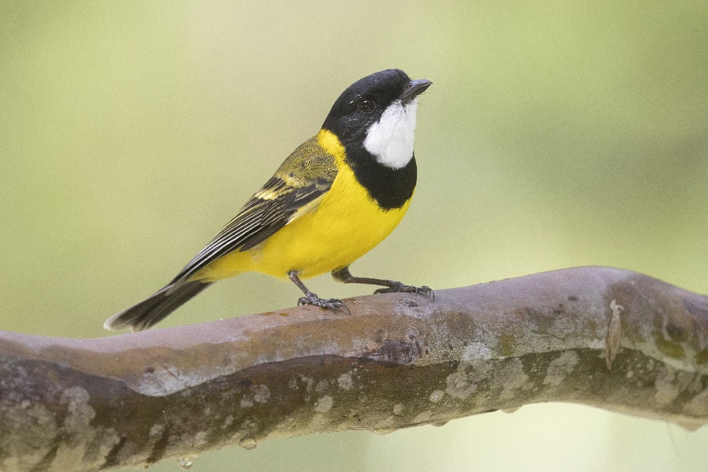 habitat do assobiador dourado australiano