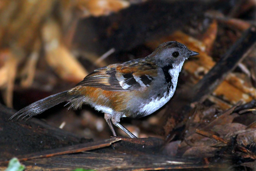 habitat do australian logrunner