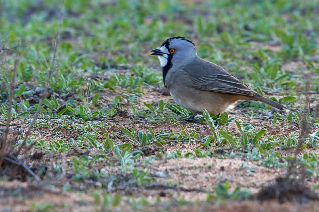 habitat do crested bellbird