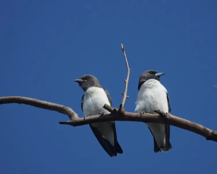 habitat do fiji woodswallow