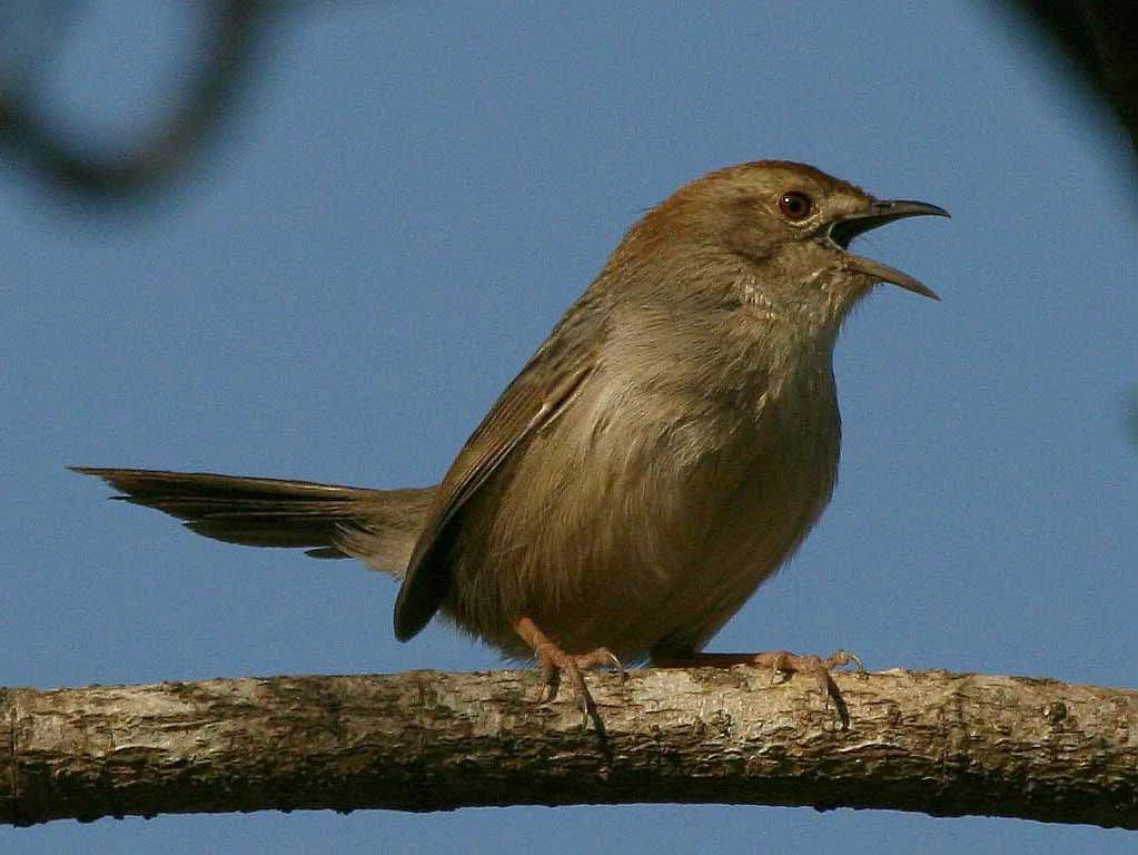 habitat do fuinha-preguicos