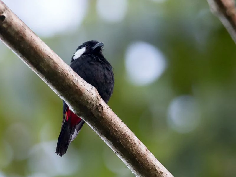 habitat do lowland peltops