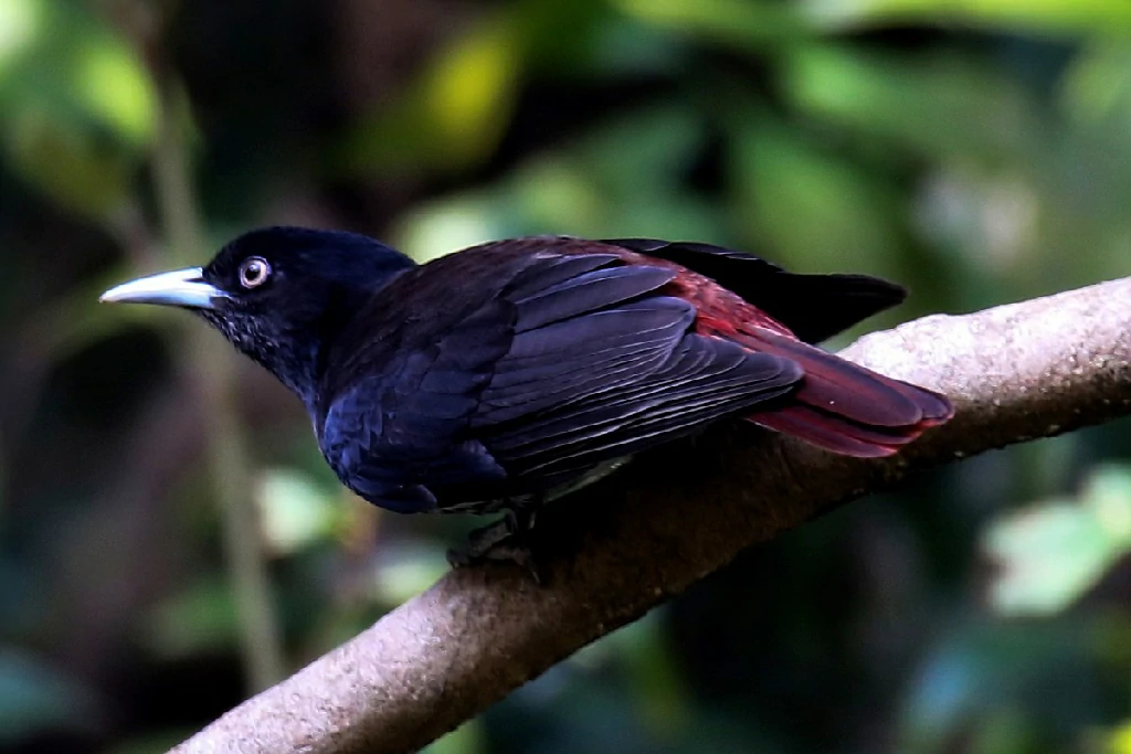 habitat do maroon oriole