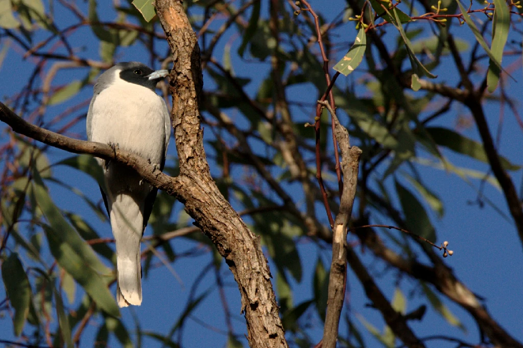 habitat do masked woodswallow