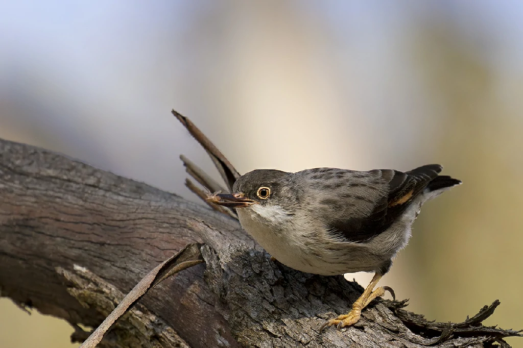 habitat do variada sittella