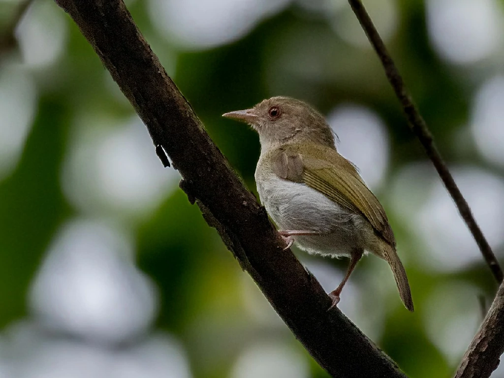 habitat do verdinho-da-varzea