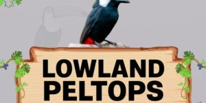 lowland peltops