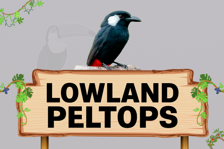 lowland peltops