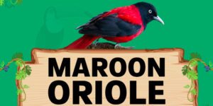 maroon oriole