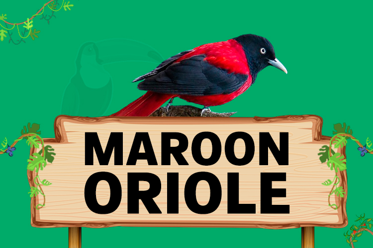maroon oriole