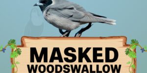 masked woodswallow