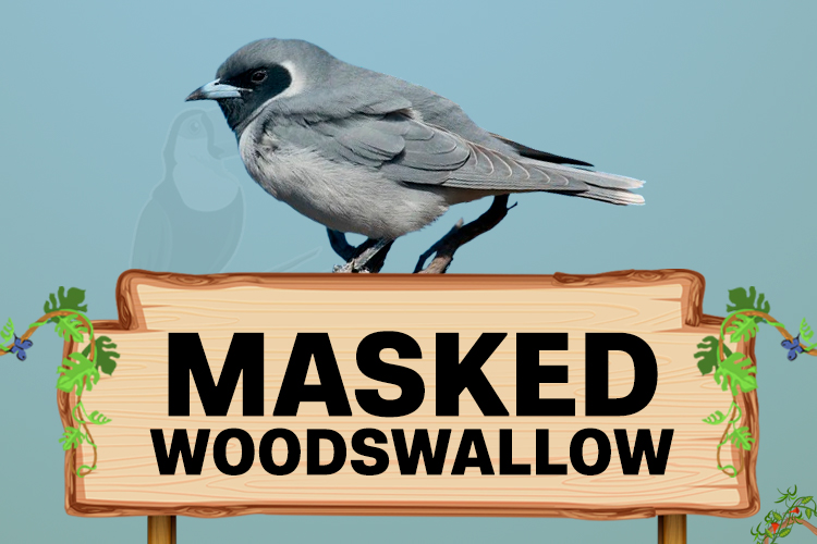 masked woodswallow