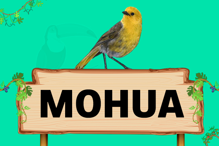 mohua