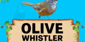 olive whistler