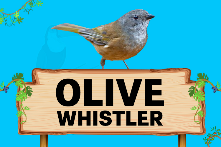 olive whistler