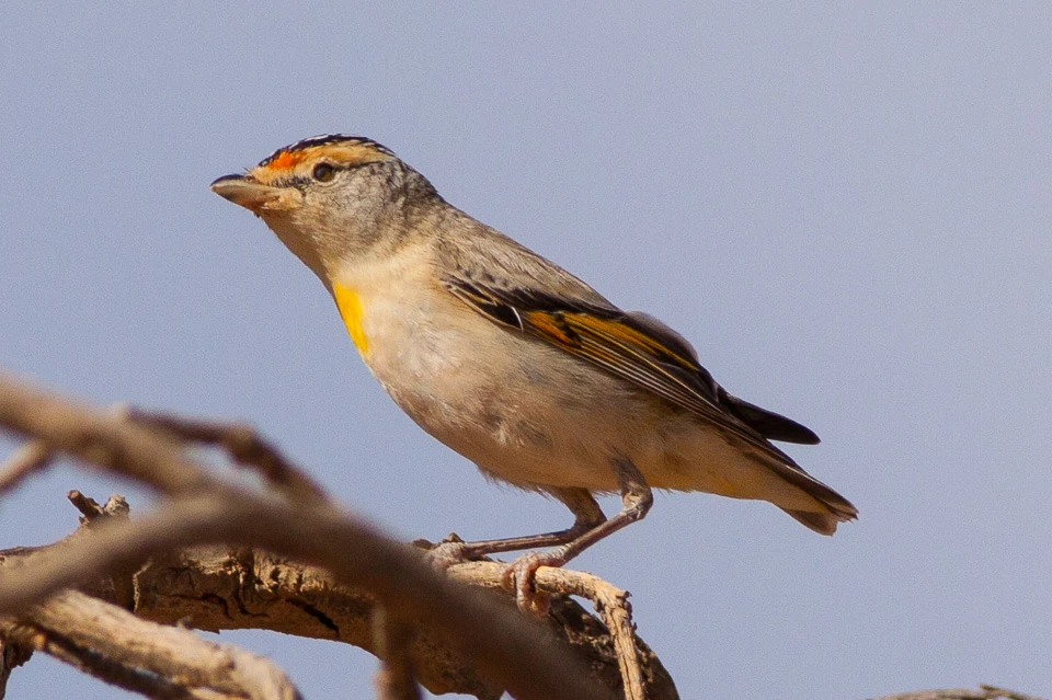 pardalote de sobrancelha vermelha