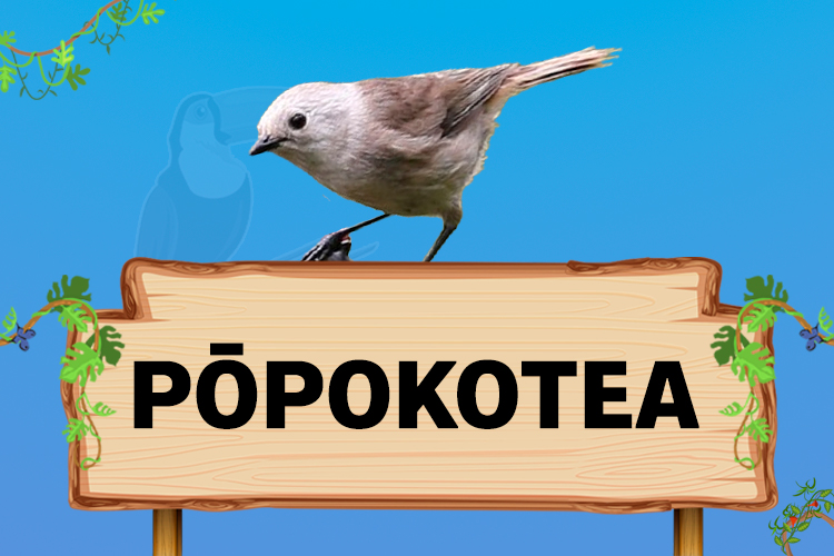 popokotea