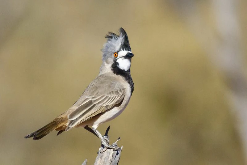 reproducao do crested bellbird