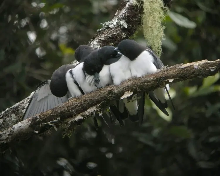 reproducao do fiji woodswallow