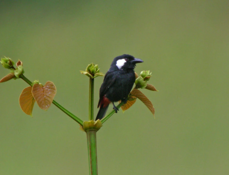 reproducao do lowland peltops